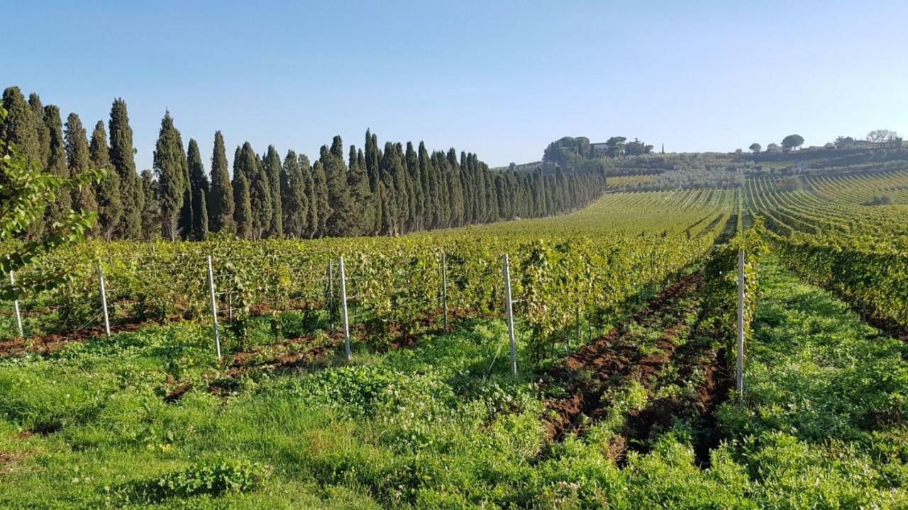 Tenuta Di Pietra Porzia Monte Porzio Catone Exterior photo